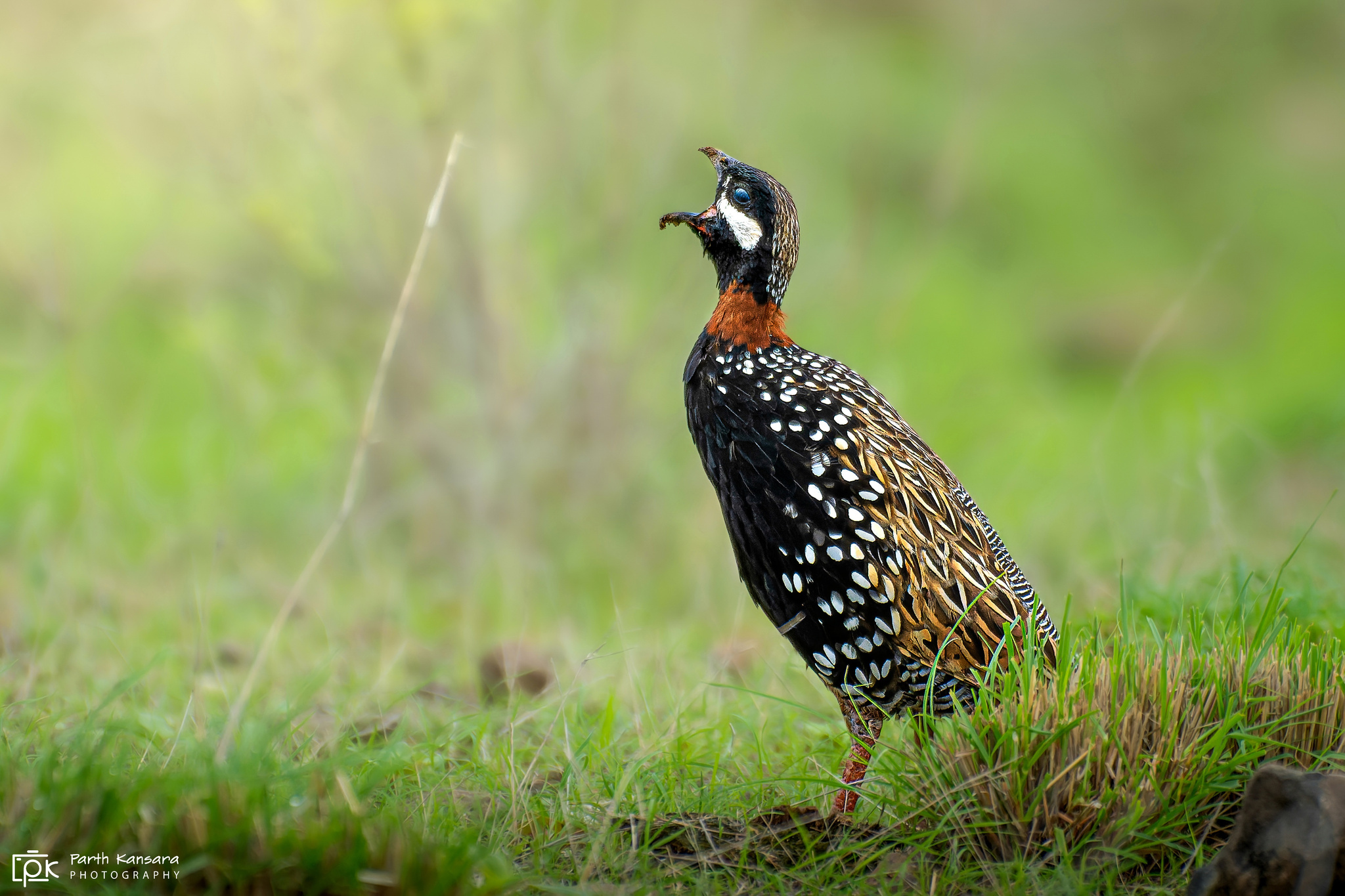 Black Francolin (Francolinus francolinus)