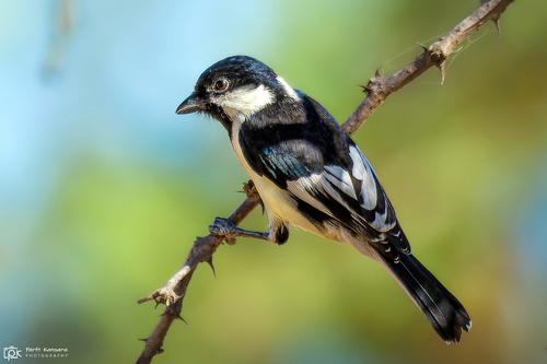 White-Naped Tit (Machlolophus nuchalis) — wildlife photography in India