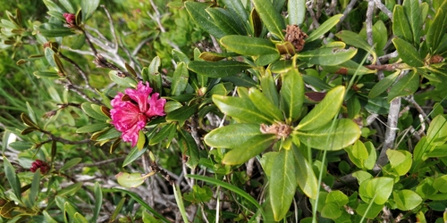 Rododendro rosso