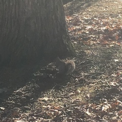 Sciurus carolinensis