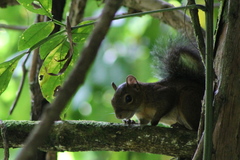 Sciurus deppei