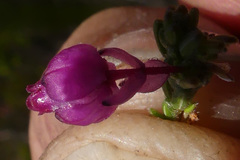 Erica melanacme