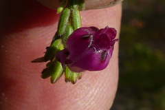 Erica melanacme