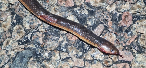 Northern Small-eyed Snake