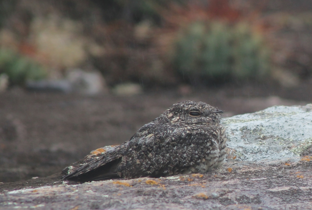 Pygmy Nightjar photo