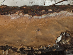 Phellinus laevigatus
