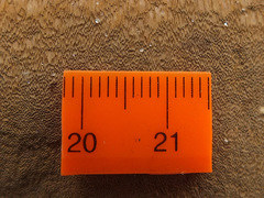 Phellinus laevigatus