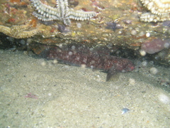 Gobius cruentatus