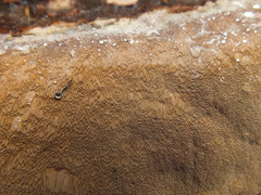 Phellinus laevigatus