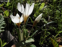 Crocus hyemalis