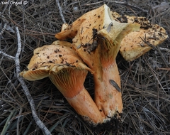 Lactarius deliciosus