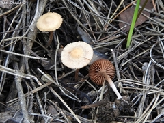 Tubaria