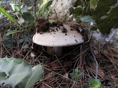 Amanita lividopallescens