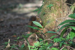 Sciurus deppei
