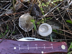Entoloma undatum