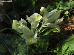 Iris palaestina