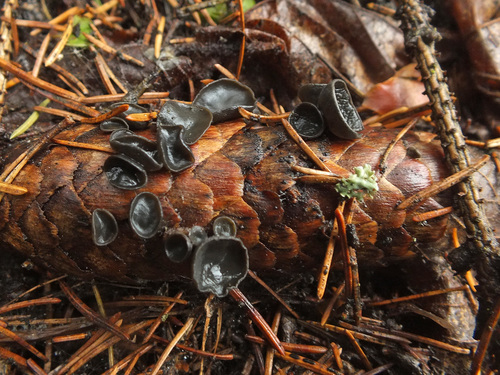 Rutstroemia bulgarioides image
