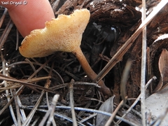 Lentinus arcularius