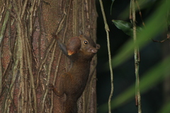 Sciurus deppei