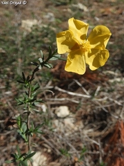 Fumana arabica