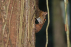 Sciurus deppei