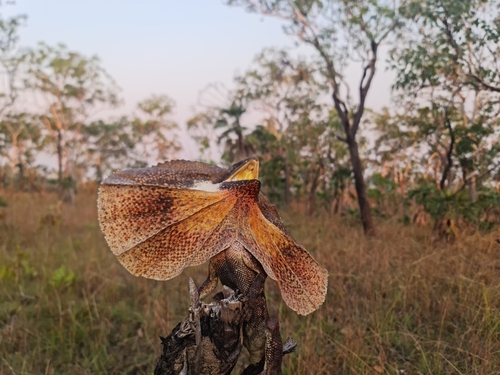 Frilled Lizard, Chlamydosaurus kingii