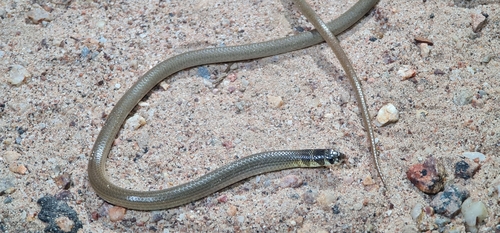 Excitable Delma, Delma tincta