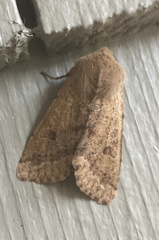 Orthosia pacifica