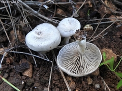 Entoloma undatum