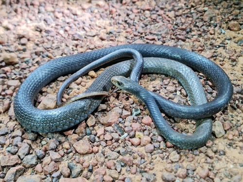 Greater Black Whipsnake