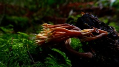 Ramaria tsugina