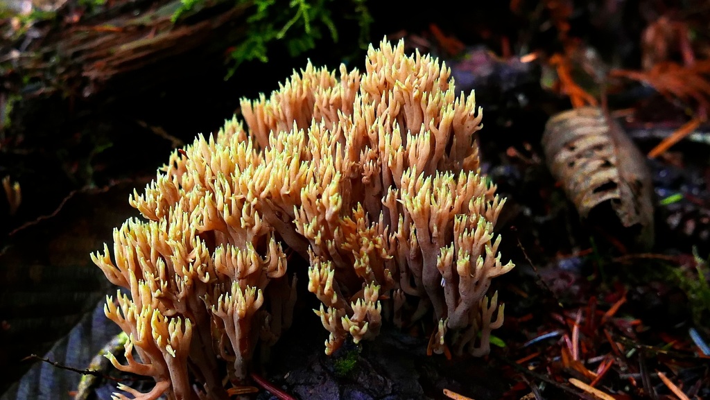 Ramaria tsugina