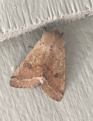 Orthosia pacifica