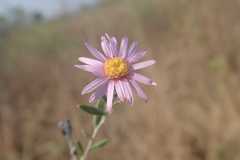 Athrixia phylicoides