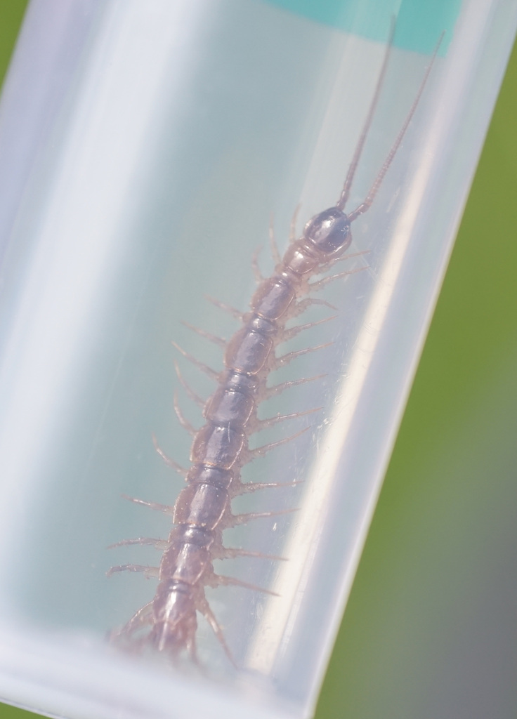 Lithobius piceus