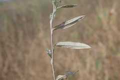 Athrixia phylicoides