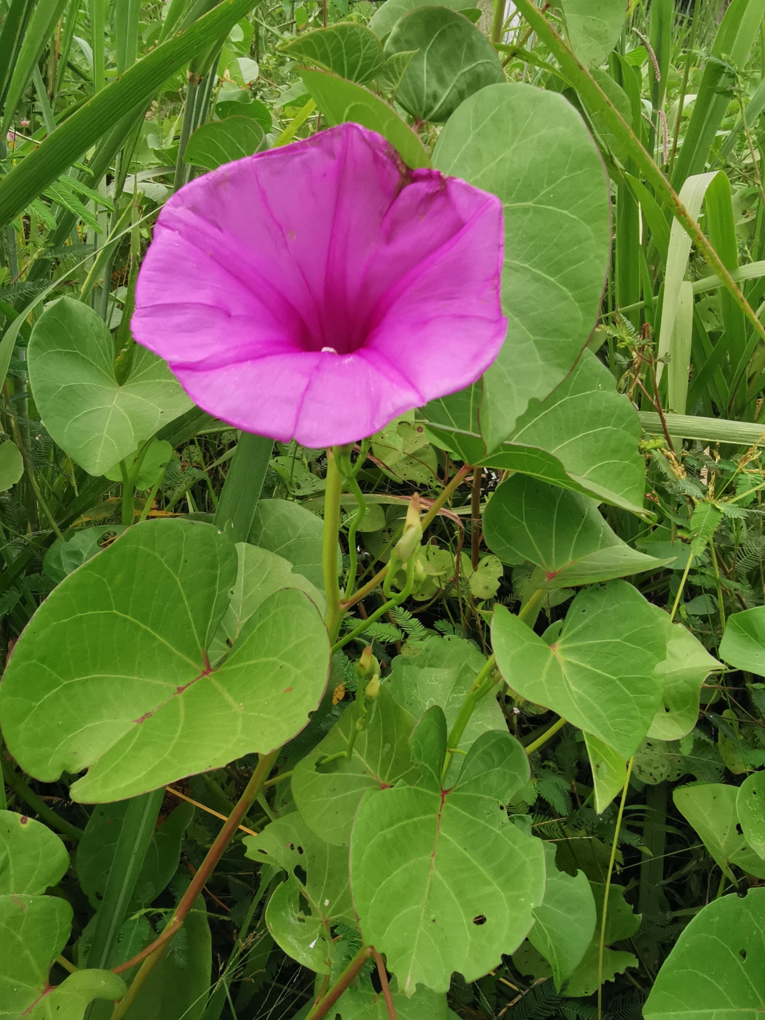 Ipomoea asarifolia