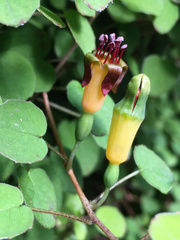 Fuchsia procumbens