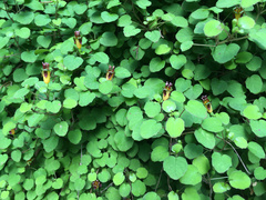 Fuchsia procumbens
