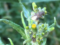 Rhypodes