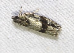 Metrioglypha phyllodes