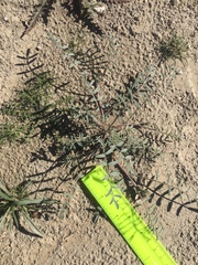 Astragalus aridus