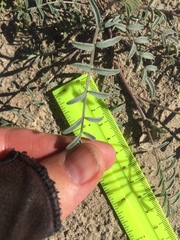 Astragalus aridus