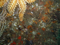 Aplidium punctum