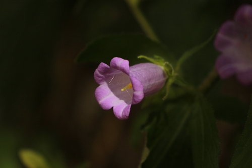 Image of Campanula medium by (c) CorentinD, some rights reserved (CC BY)