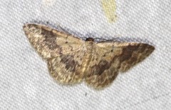 Idaea halmaea