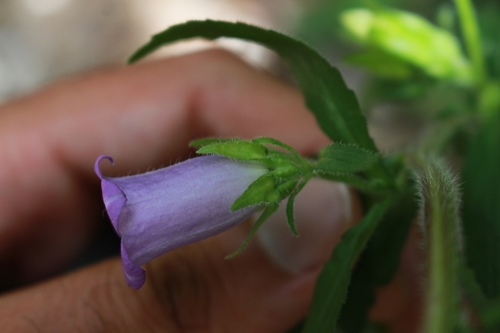 Image of Campanula medium by (c) CorentinD, some rights reserved (CC BY)