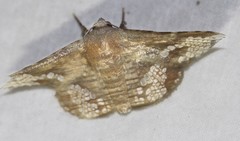 Canaea hyalospila