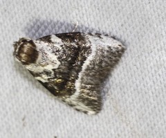 Acatapaustus metallopa