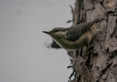 Sitta europaea baicalensis